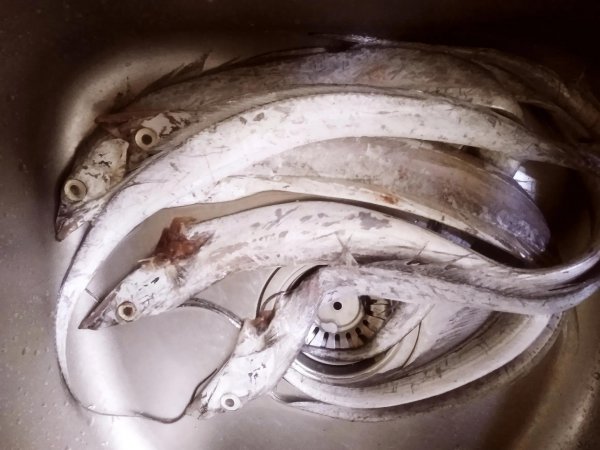 带鱼可以人工养殖吗