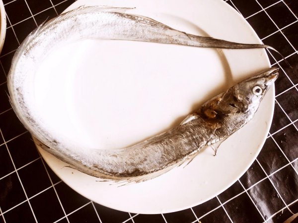 带鱼可以人工养殖吗