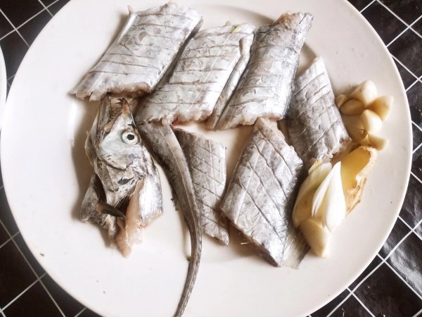 带鱼可以人工养殖吗