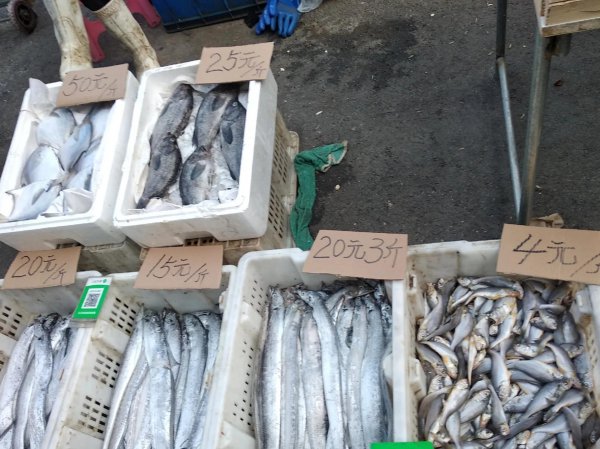 带鱼可以人工养殖吗