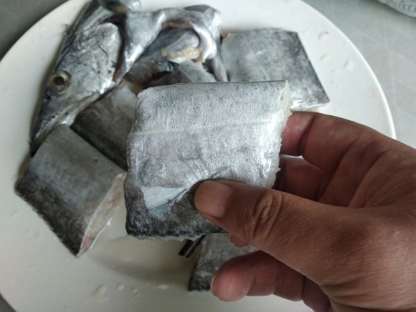 带鱼可以人工养殖吗