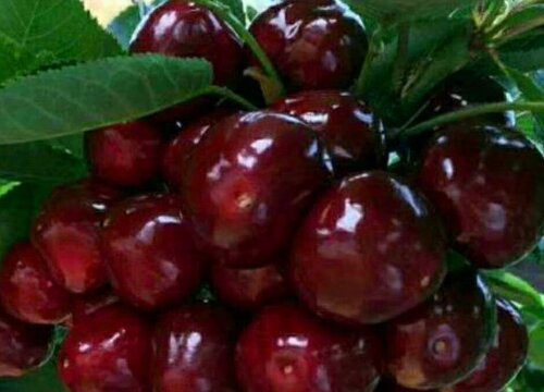 大樱桃亩产量一般多少斤左右