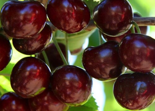 大樱桃亩产量一般多少斤左右