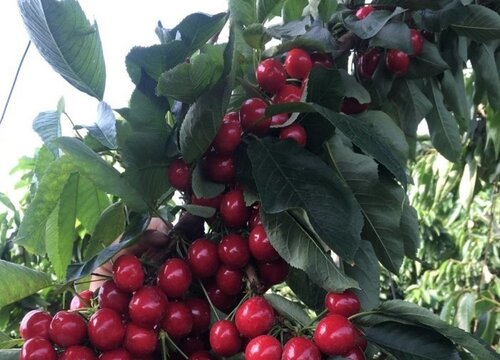 大樱桃亩产量一般多少斤左右