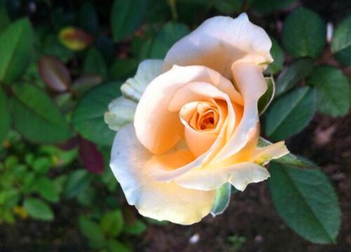 月季怎么度夏安全