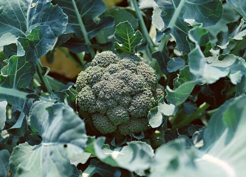 露天西兰花种植时间和方法