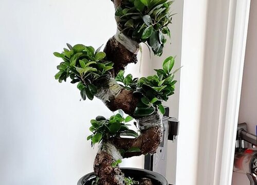 榕树可以放客厅吗