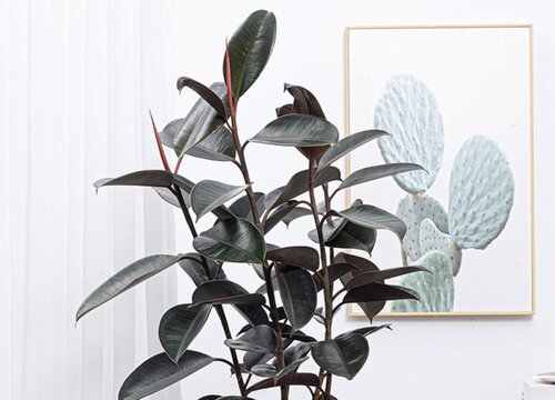 橡皮树的寓意与风水