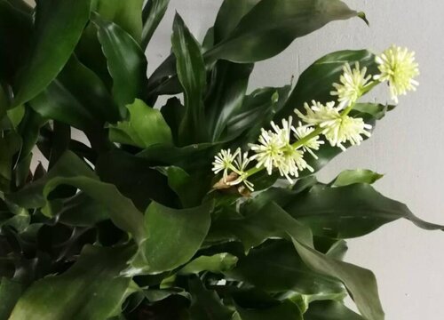 富贵竹开花什么预兆