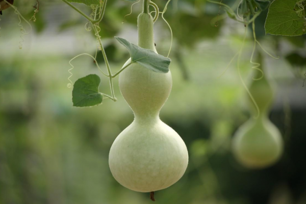 家里挂葫芦的寓意是什么