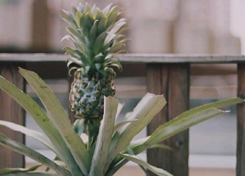 凤梨怎么催熟最快