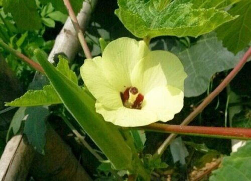 秋葵在北方什么时候种植最好