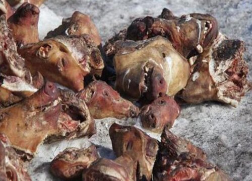 腐肉可以做肥料吗