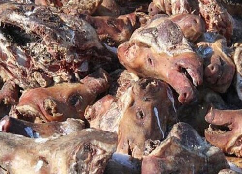 腐肉可以做肥料吗