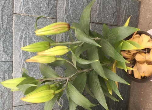 百合花黄叶是怎么回事 叶子黄了能恢复吗