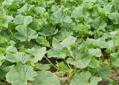 哈密瓜几月份种植最好