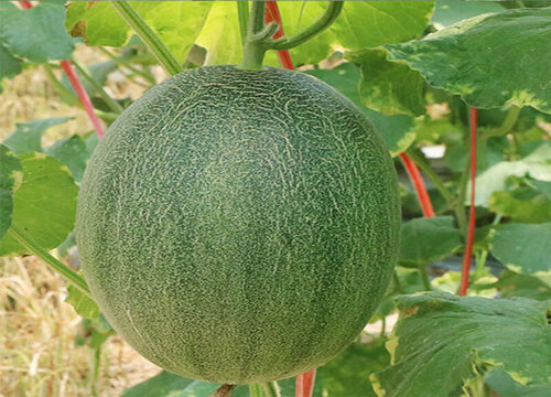 哈密瓜几月份种植最好