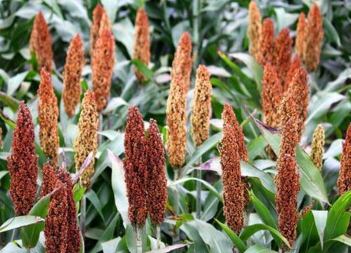 高粱种子多少钱一斤