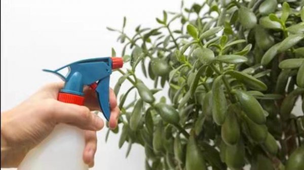 室内养花可以用磷酸二氢钾吗