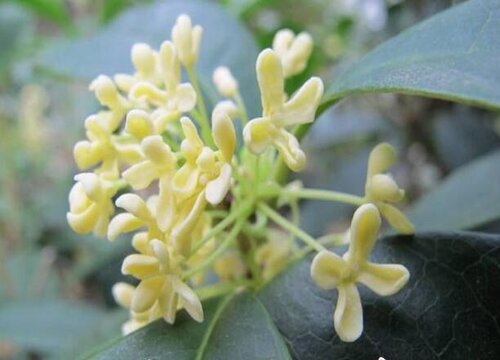 桂花树砍头后如何养护长芽多