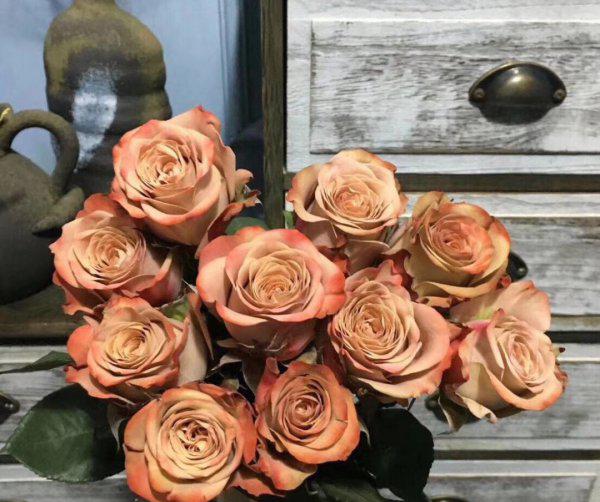 卡布奇诺月季优缺点