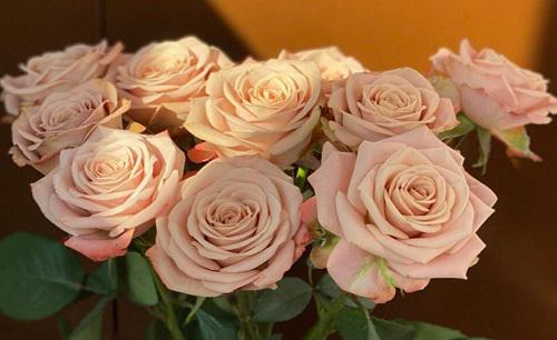 卡布奇诺月季优缺点