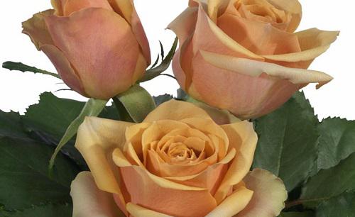 卡布奇诺月季优缺点