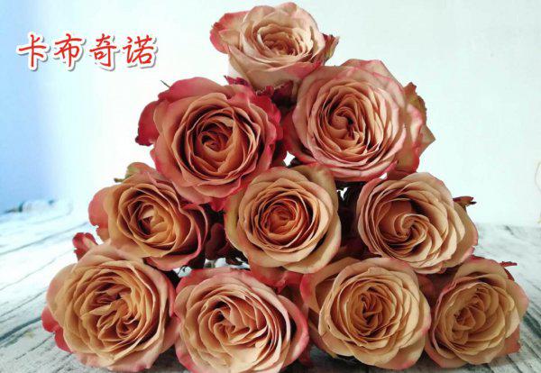 卡布奇诺月季优缺点