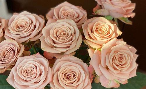 卡布奇诺月季优缺点