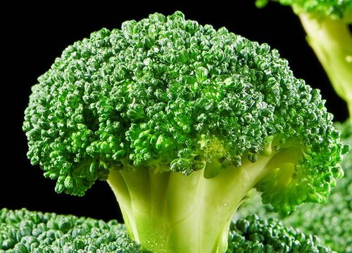 西兰花什么时候播种合适