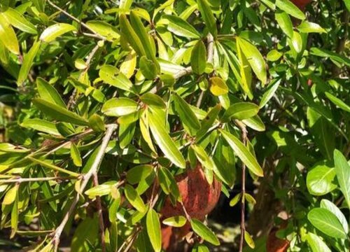 石榴树病虫害防治方法与技术