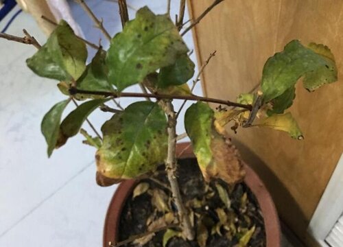 石榴树病虫害防治方法与技术