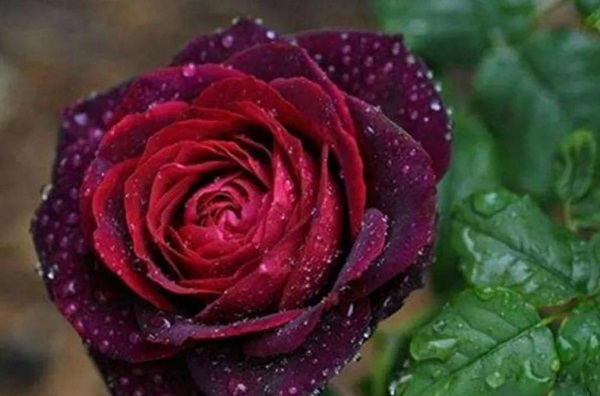 哪个品种的玫瑰花最香最珍贵