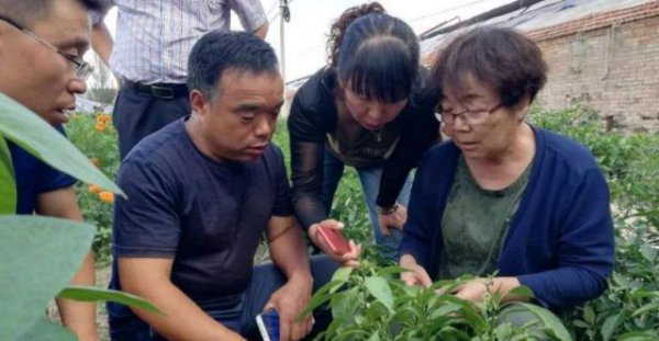 蔬菜上的腻虫怎么处理去除