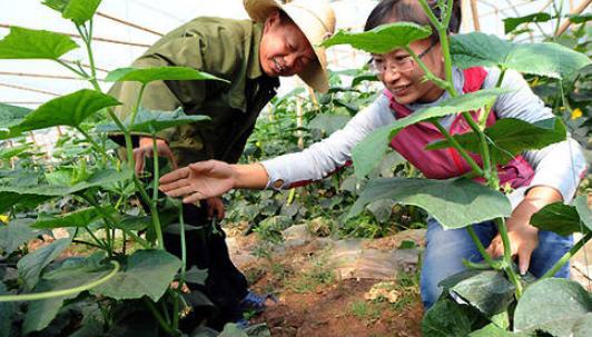 蔬菜上的腻虫怎么处理去除