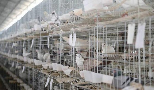 现在养殖什么最赚钱成本低有市场