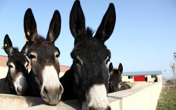 现在养殖什么最赚钱成本低有市场