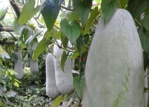 自己栽种的冬瓜如何养护增产