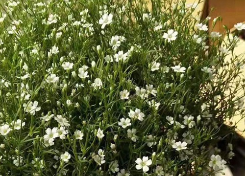 满天星可以水培吗