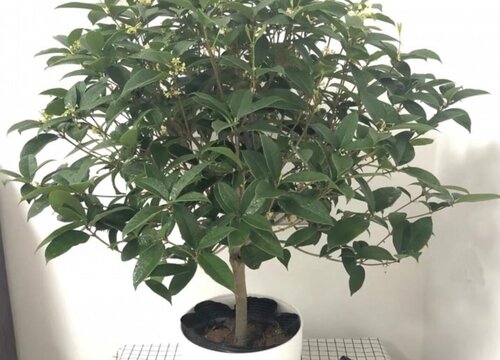 桂花树需要剪枝吗