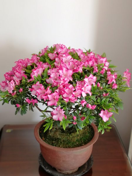 日本最名贵的杜鹃品种品名及图片