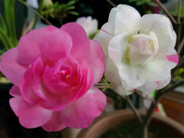 日本最名贵的杜鹃品种品名及图片