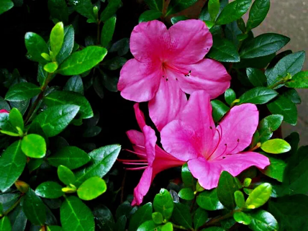 日本最名贵的杜鹃品种品名及图片