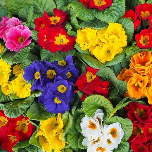 大岩桐花苞没开就蔫了怎么办