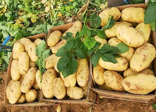 2023年马铃薯的价格是如何走势