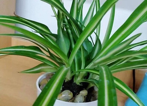 吊兰干尖儿怎么处理