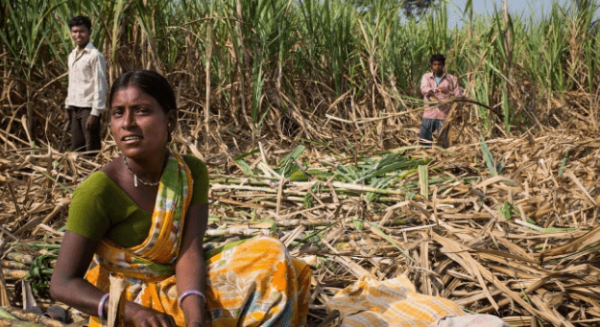 印度国土面积约298万平方公里