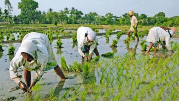 印度国土面积约298万平方公里