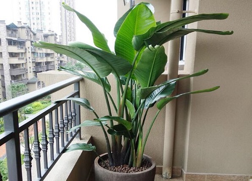 天堂鸟用什么土养好