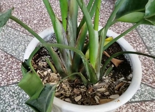 天堂鸟用什么土养好